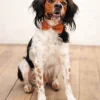 LeNoeud Papillon - Light Brown